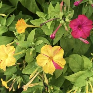 Mirabilis jalapa - Fleurs roses, jaunes et bicolores