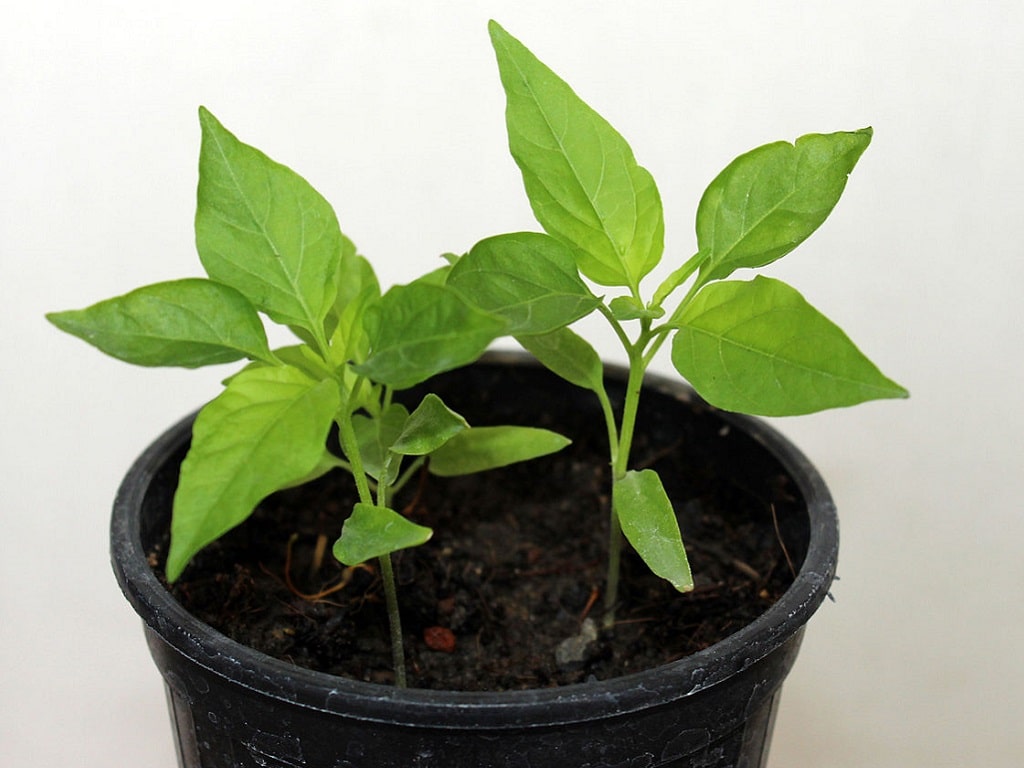 Piment La Faucheuse Californienne (c. Chinense, Carolina Reaper)