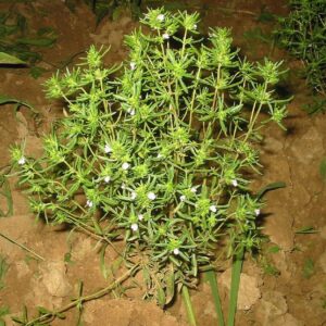 Satureja hortensis - Vue générale