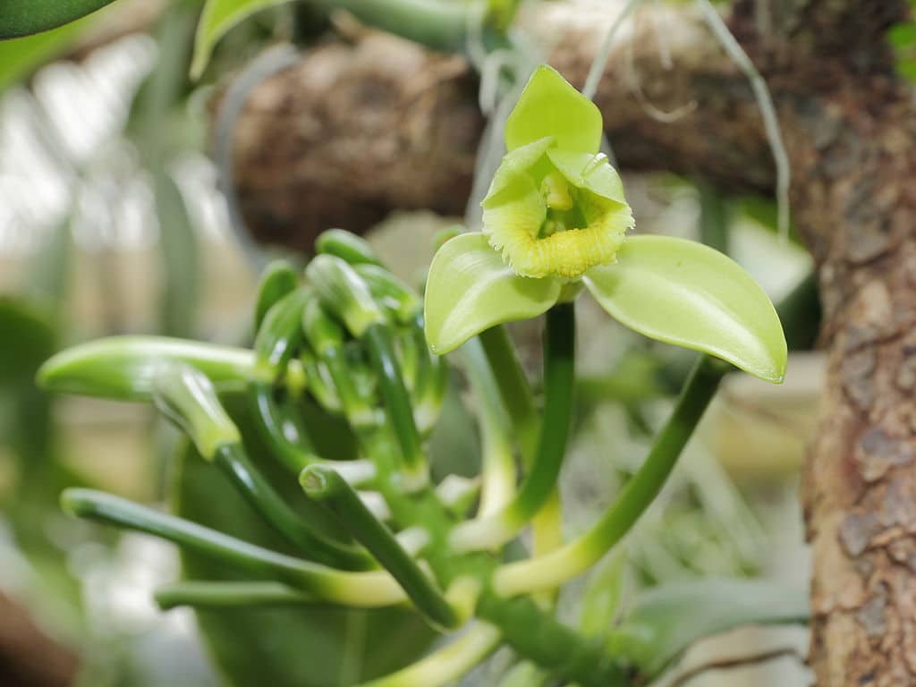 Orchidée vanille, Vanilla planifolia : culture et entretien