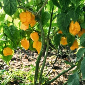 Piments Carolina reaper jaunes - Capsicum chinense