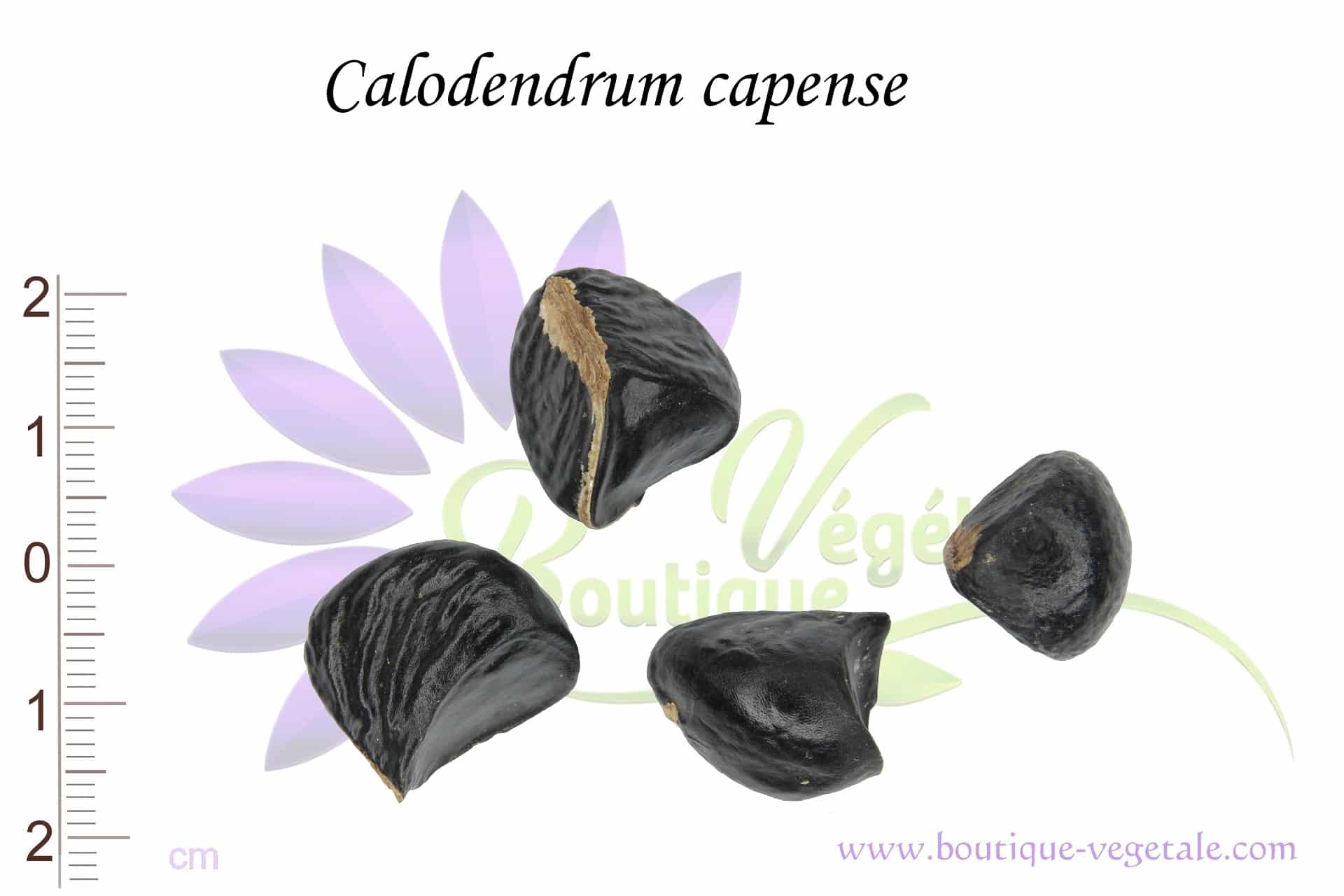 Graines de Calodendrum capense