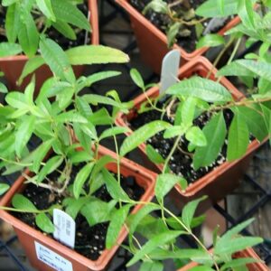 Aloysia triphylla - Plants de Verveine citronnelle