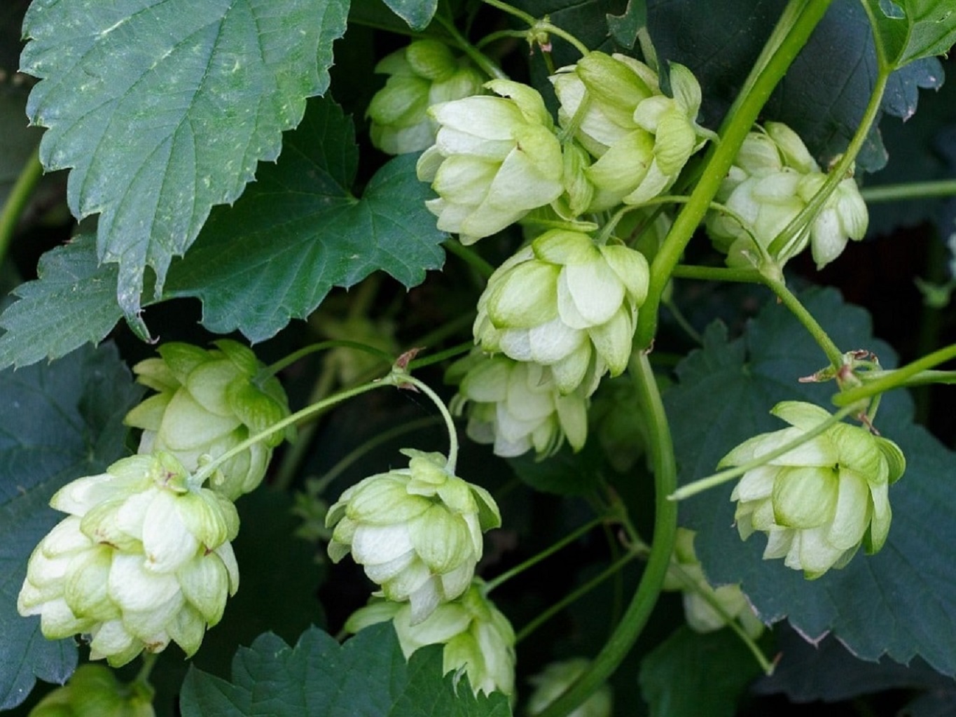 Plant de Houblon grimpant - Vente Humulus lupulus pour la bière