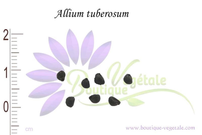 Graines d'Allium tuberosum