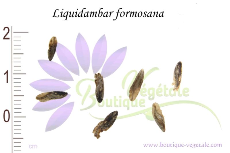 Graines de Liquidambar formosana