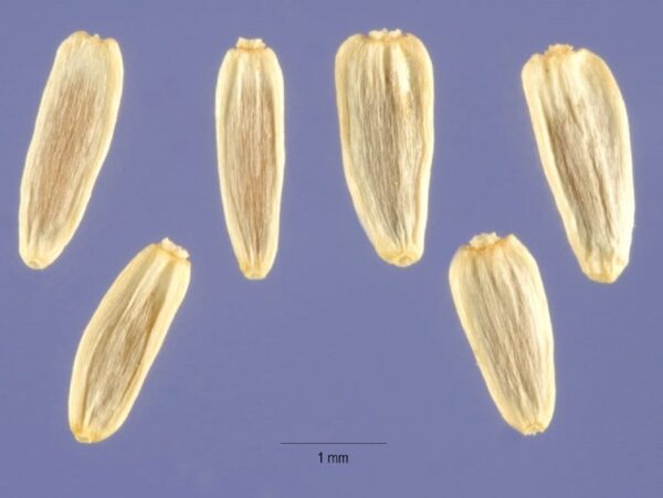 Graines d'Achillea millefolium, graines d'Achillée millefeuille