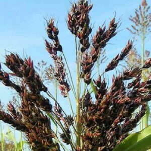 Graines de Sorghum bicolor Black Amber Cane, graines de Sorgho Black Amber cane