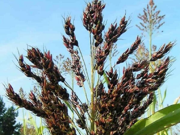 Graines de Sorgho Black Amber Cane, graines de Sorghum bicolor ‘Black Amber Cane’