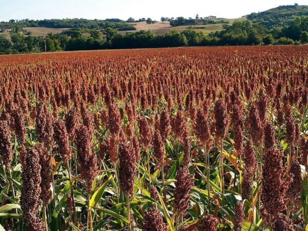 Graines de Sorgho Indian Red Popping, Graines de Sorghum bicolor ‘Indian Red Popping’