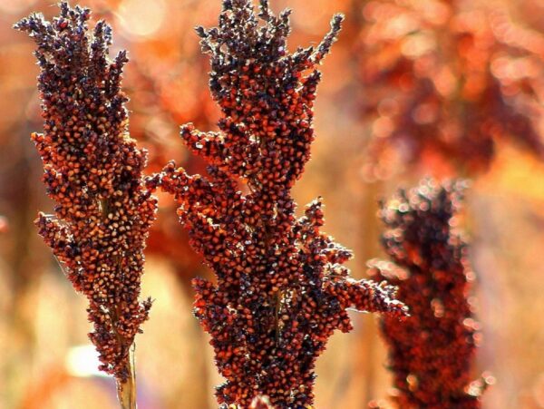 Graines de Sorgho Indian Red Popping, Graines de Sorghum bicolor ‘Indian Red Popping’