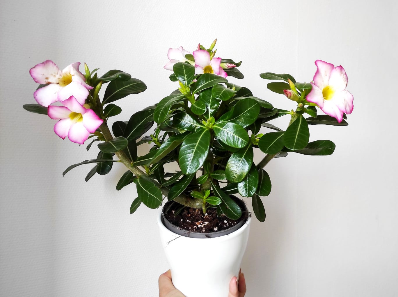 Plant in a Box - Adenium Obesum - Rose du desert - Plantes