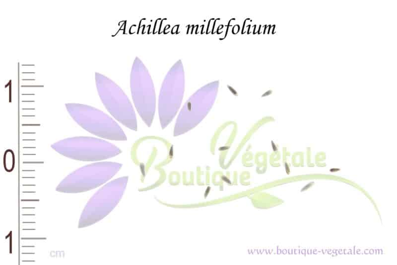 Graines d'Achillea millefolium, Achillea millefolium seeds