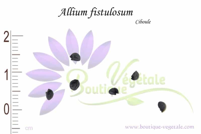 Graines d'Allium fistulosum, Allium fistulosum seeds