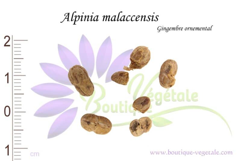 Graines d'Alpinia malaccensis, Alpinia malaccensis seeds