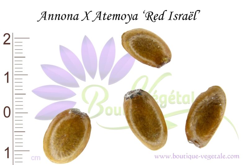 Graines d'Annona X Atemoya 'Red Israël, Annona X Atemoya 'Red Israël seeds