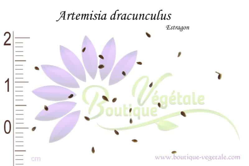 Graines d'Artemisia dracunculus, Artemisia dracunculus seeds