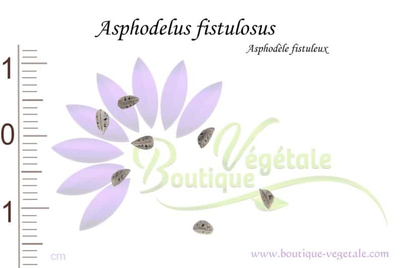 Graines d'Asphodelus fistulosus, Asphodelus fistulosus seeds