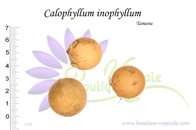 Graines de Calophyllum inophyllum, Calophyllum inophyllum seeds