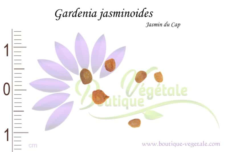 Graines de Gardenia jasminoides, Gardenia jasminoides seeds