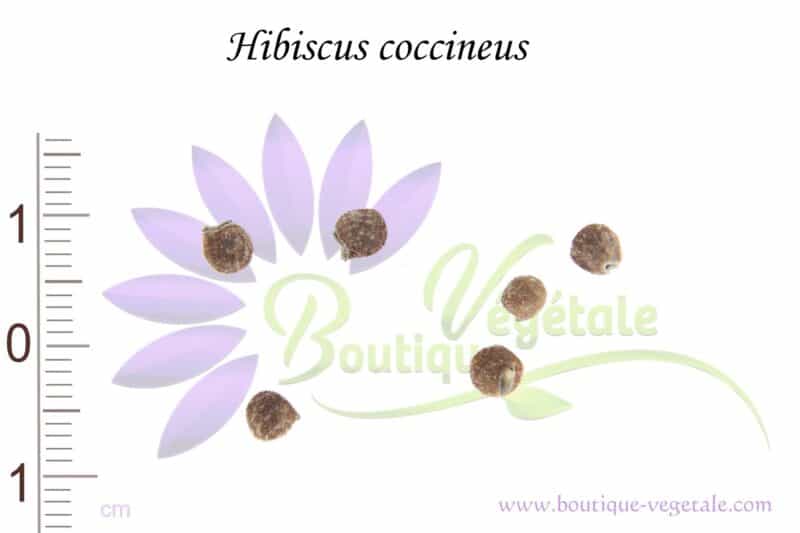 Graines d'Hibiscus coccineus, Hibiscus coccineus seeds