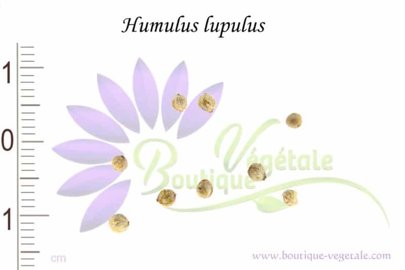 Graines d'Humulus lupulus, Humulus lupulus seeds