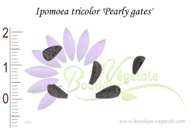 Graines d'Ipomoea tricolor 'Pearly Gates', Ipomoea tricolor 'Pearly Gates' seeds