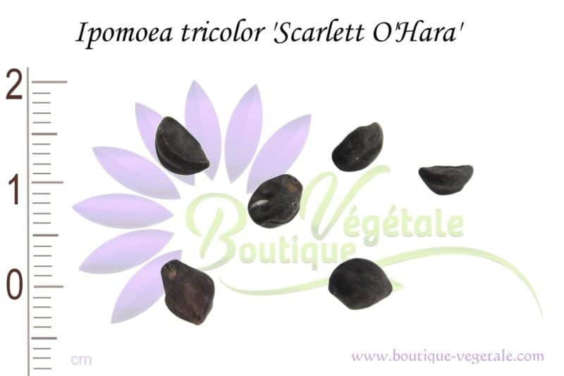 Graines d'Ipomoea tricolor 'Scarlett O'Hara', Ipomoea tricolor 'Scarlett O'Hara' seeds