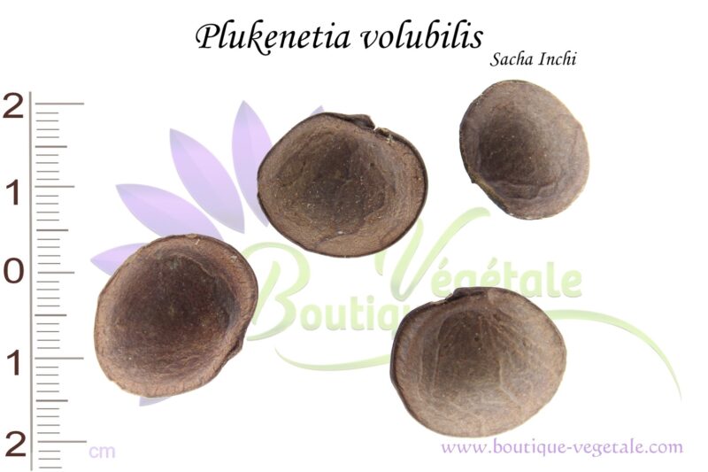 Graines de Plukenetia volubilis, Plukenetia volubilis seeds