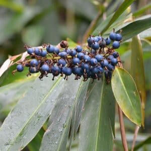 Graines d'Alpinia caerulea, graines du Gingembre bleu, Gingembre indigène, Gingembre sauvage d'Australie, Galanga bleu