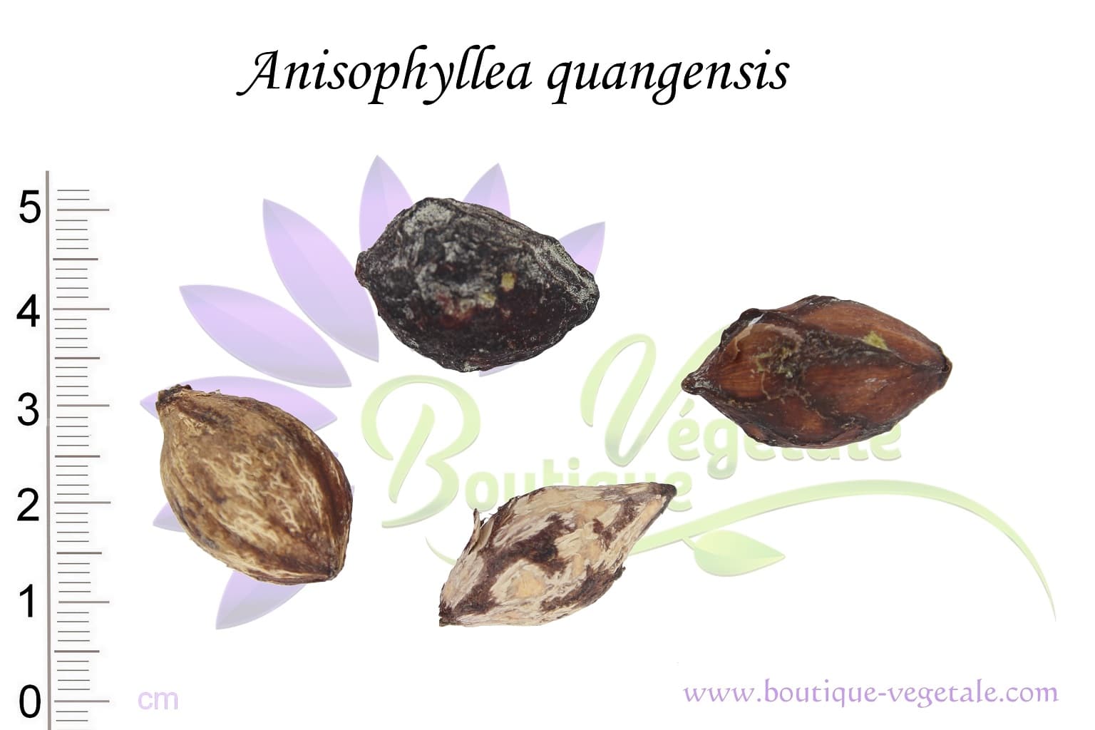 Graines d'Anisophyllea quangensis, Anisophyllea quangensis seeds