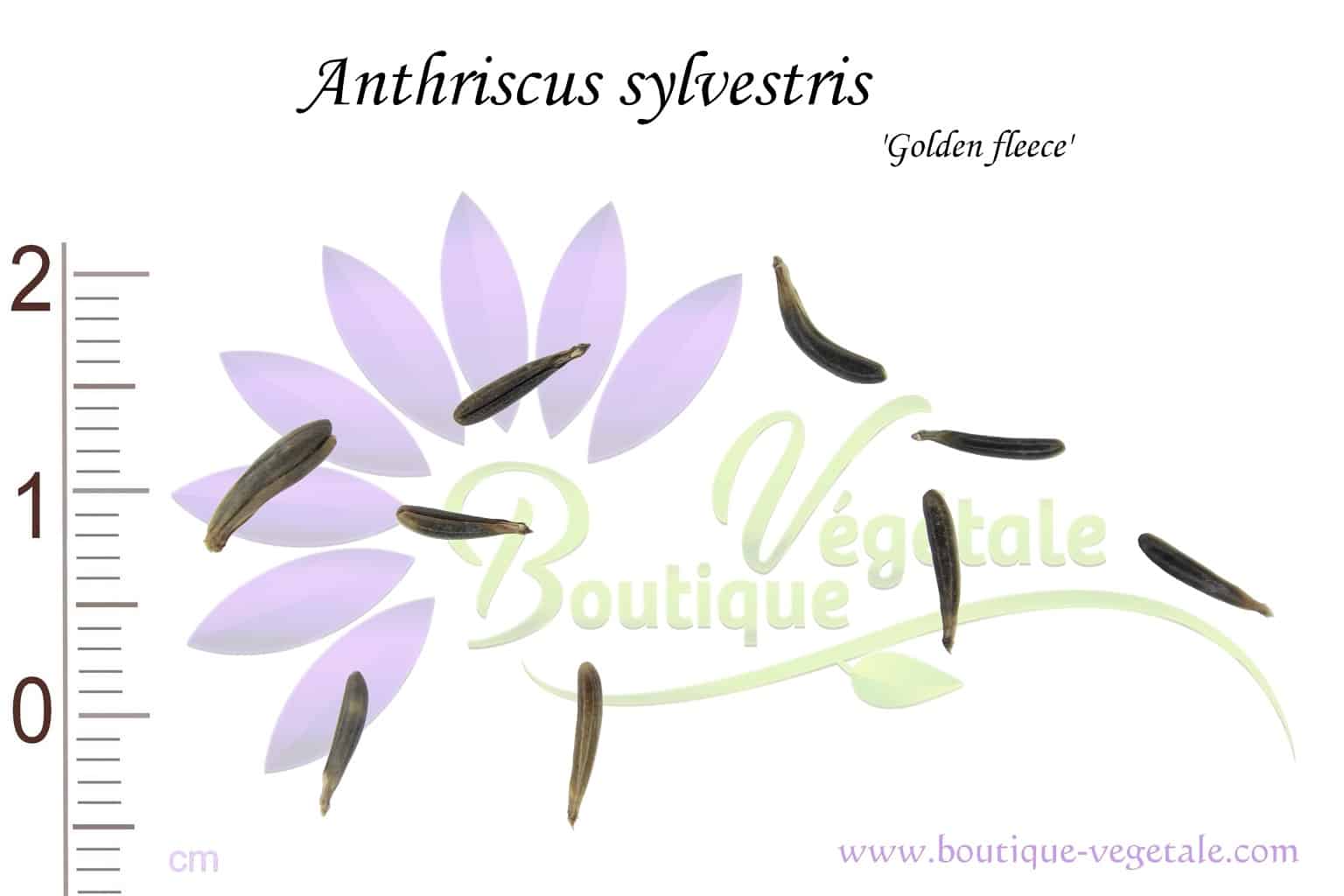 Graines d'Anthriscus sylvestris 'Golden fleece', Anthriscus sylvestris 'Golden fleece' seeds