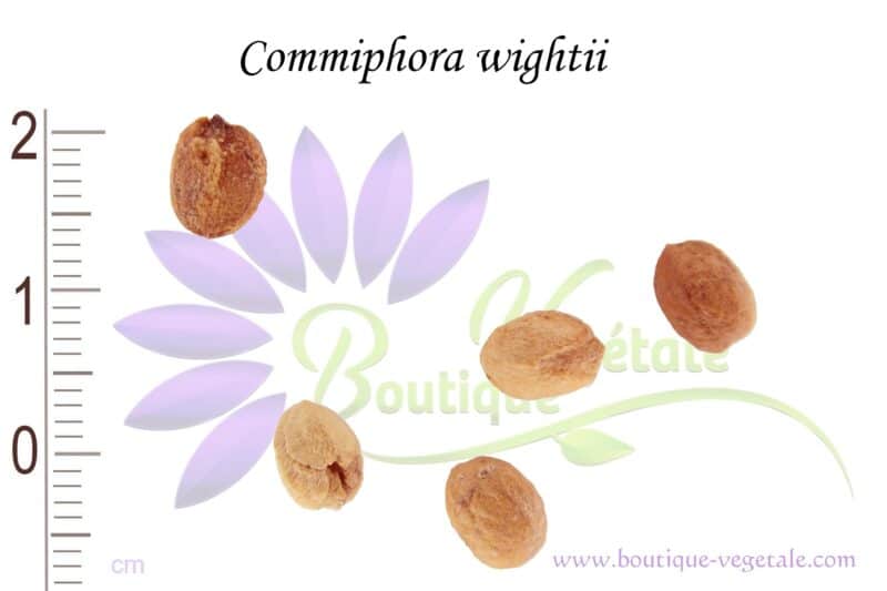 Graines de Commiphora wightii, Commiphora wightii seeds