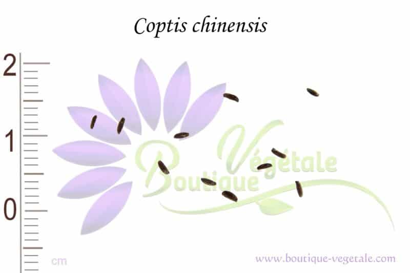 Graines de Coptis chinensis, Coptis chinensis seeds