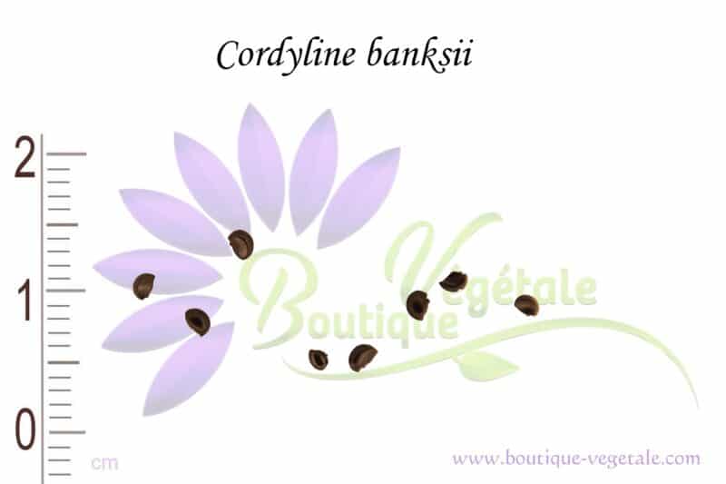 Graines de Cordyline banksii, Cordyline banksii seeds