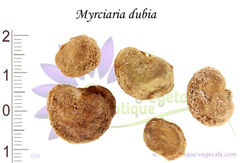 Graines de Myrciaria dubia, Myrciaria dubia seeds