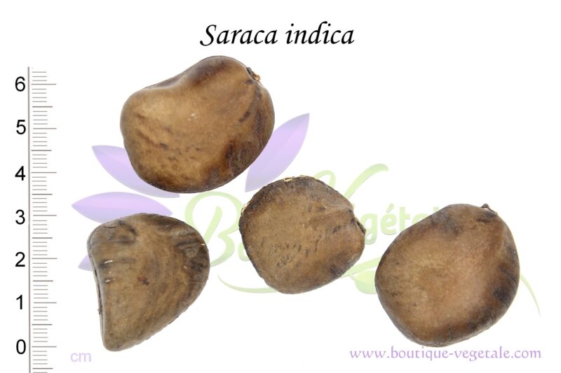 Graines de Saraca indica, Saraca indica seeds