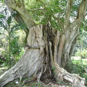 Graines L'arbre à saucisses ou saucissonnier (Kigelia africana) 