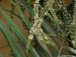 Graines de Ptychosperma macarthurii, graines de Palmier de Mac Arthur