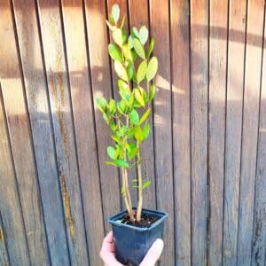 Plant de Feijoa, plant d'Acca sellowiana, plant de Goyavier du Brésil