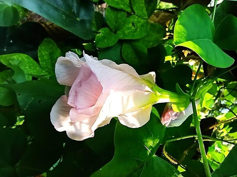 Graines de Clitoria ternatea 'Pink Double', Graines de Liane de Ternate 'Pink Double', Clitorie de Ternate