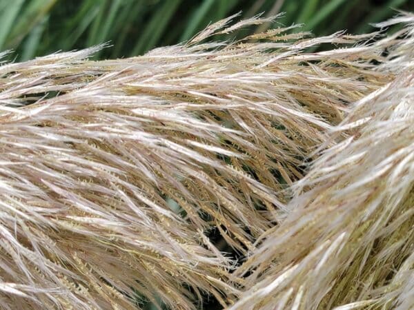 Graines de Cortaderia selloana, Graines d'Herbe de la pampa