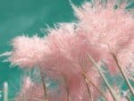 Graines de Cortaderia selloana, Graines d'Herbe de la pampa 'Pink'