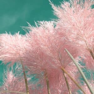 Graines de Cortaderia selloana, Graines d'Herbe de la pampa 'Pink'