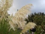 Graines de Cortaderia selloana, Graines d'Herbe de la pampa