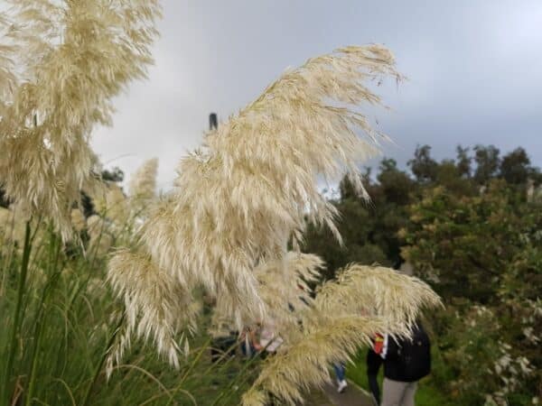 Graines de Cortaderia selloana, Graines d'Herbe de la pampa