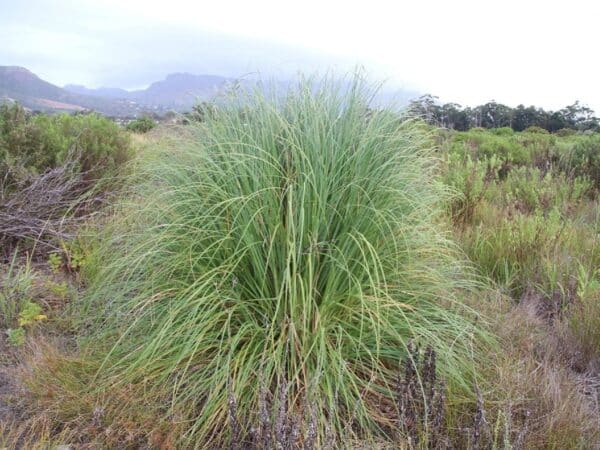 Graines de Cortaderia selloana, Graines d'Herbe de la pampa