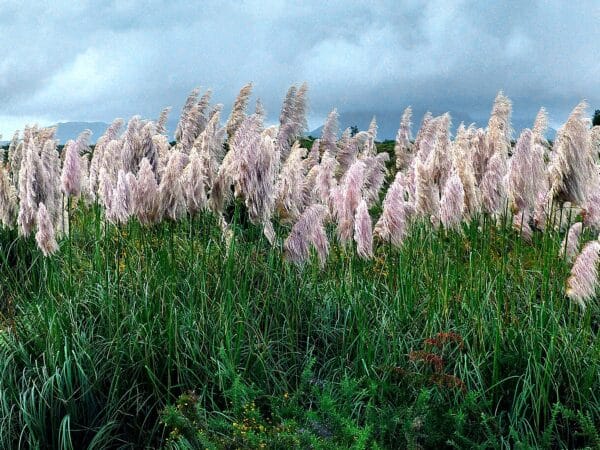 Graines de Cortaderia selloana, Graines d'Herbe de la pampa 'Pink'