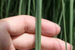 Graines de Cortaderia selloana, Graines d'Herbe de la pampa 'White'