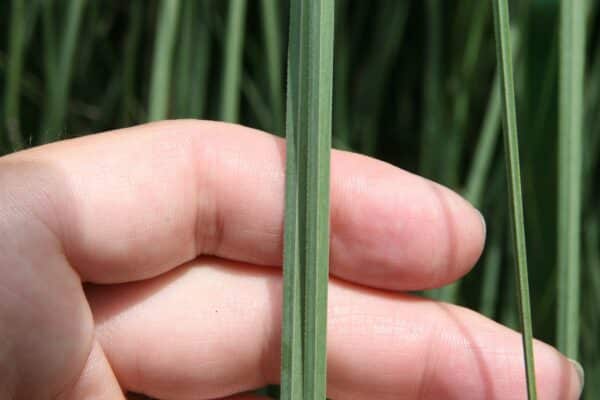 Graines de Cortaderia selloana, Graines d'Herbe de la pampa 'White'